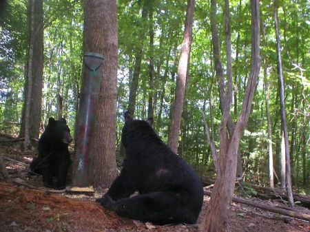 BEARS N MY YARD