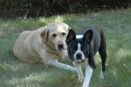 My lab Lady and grandpuppy Ninja