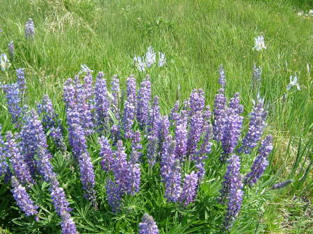 wild lupine at little big horn