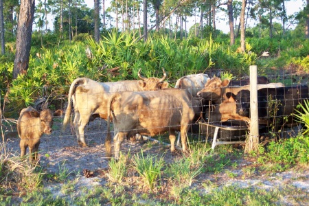 American Irish Dexter Cows