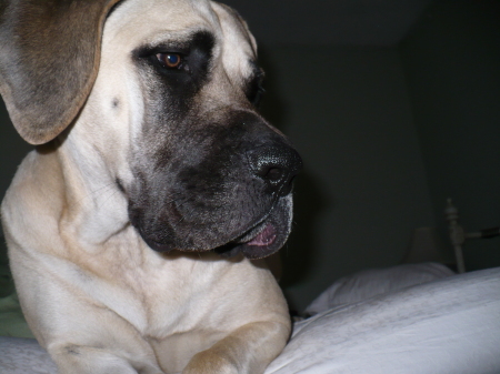 Harley our Mastiff