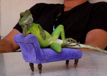 lizard-couch