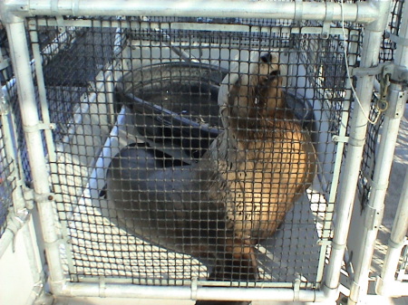 Sea Lions I used to work with