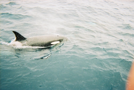 Arctic Orca