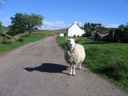 neighbour's ewe