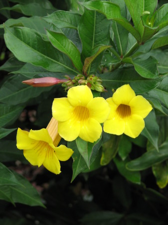 yellow hibiscus fla
