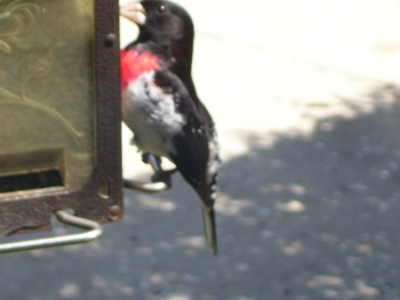 Red Breasted Grossbeak