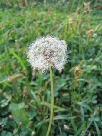 Backyard Weed