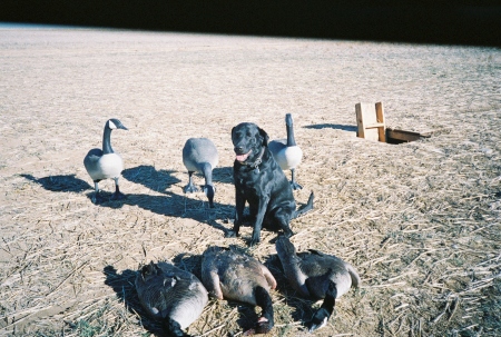 Coal & his geese