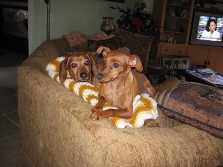My Pets - Oscar and Honey