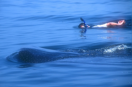 2008-snorkeling w/whale shark near Isla Holbox