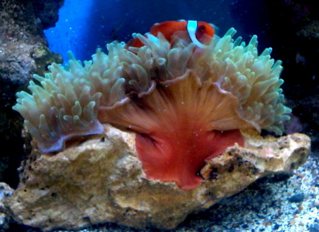 Maroon Clownfish and Green Bubbletip Anemone