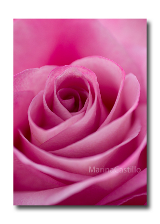 Macro Rose