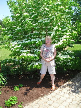 The flowering dogwood and me