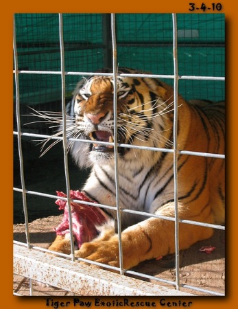 Tiger Paw Rescue Center