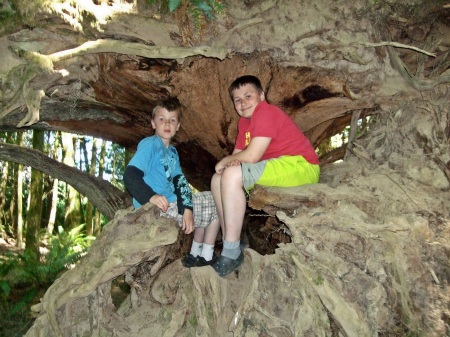 Vancouver Island old growth forest 2010