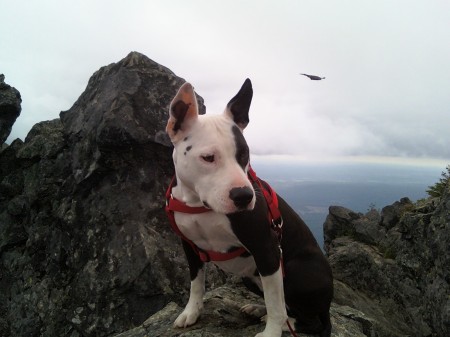 My dog Sara on Mt. Si, WA