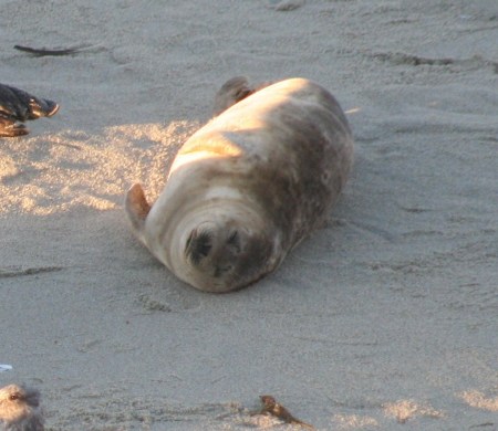 Smiling Seal