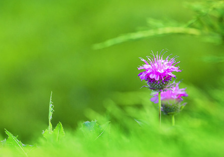 backyard flowers