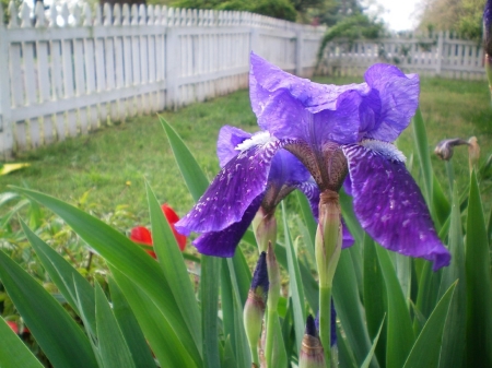 Iris in Spring