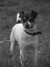 Spud our male rat terrier
