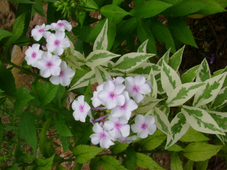 My garden blossoms