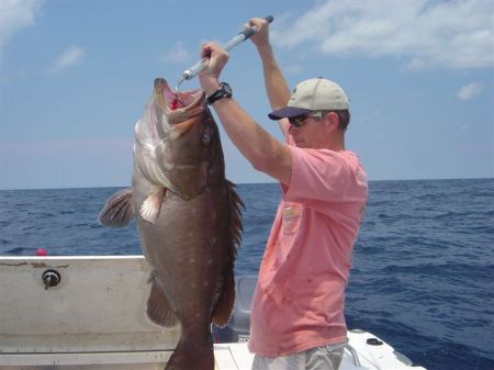 Big Snowy Grouper