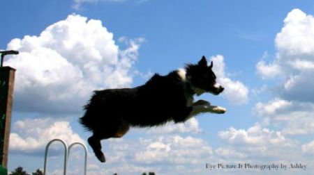 Tucker at a Dock Diving event