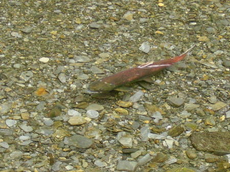 Fishing salmon in AK