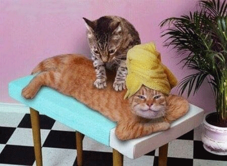 cat massage..