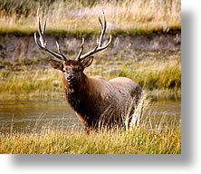 Bull Elk   Better Than Your Adverge White tail