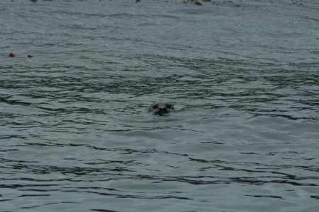 More Harbor seals