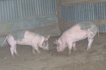 Bowie Bluebutt Farms Foundation Pigs