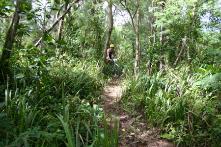 Going into the Triple Canopy Jungle