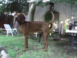 a good looking Redbone Coonhound