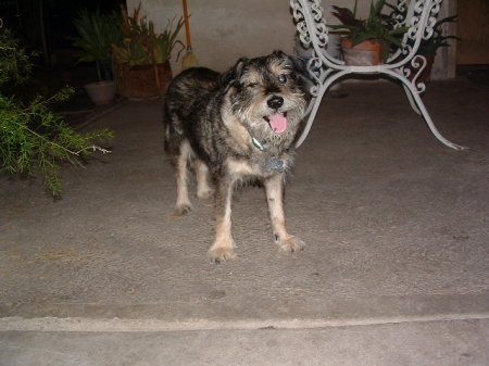 Pingo (1994-2008)