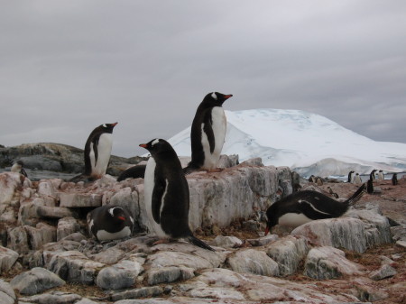 Antarctica 2007