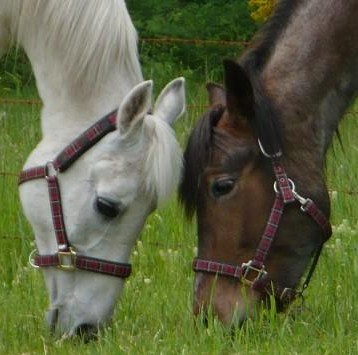 katy and mike horse