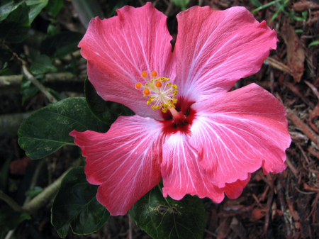 vero pink hibiscus 2