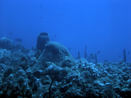 75 feet down Cozumel reef