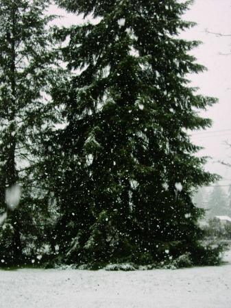 Our front yard during a snow storm