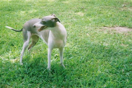 Elmer, my Italian Greyhound.