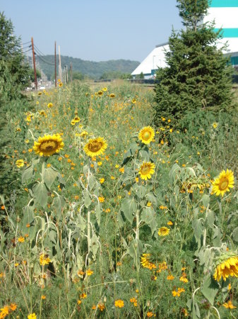 Sunflowers and Christmas tree