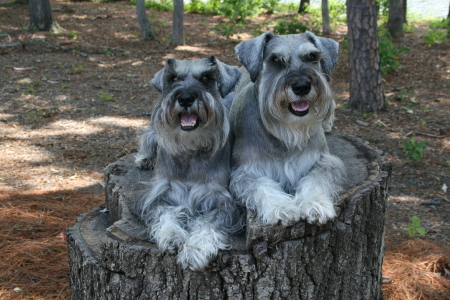 THE SCHNAUZER BROTHERS