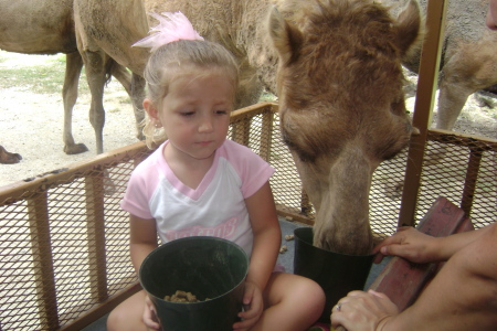 Summer feedin a camel