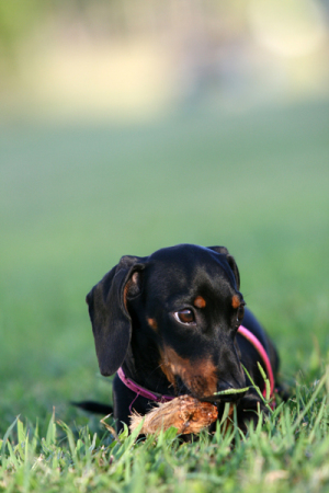 Ruby loves palm frawns