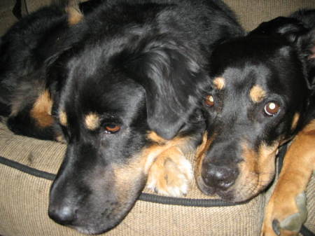 Lady and Winnie resting