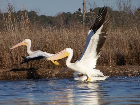 Taking Flight