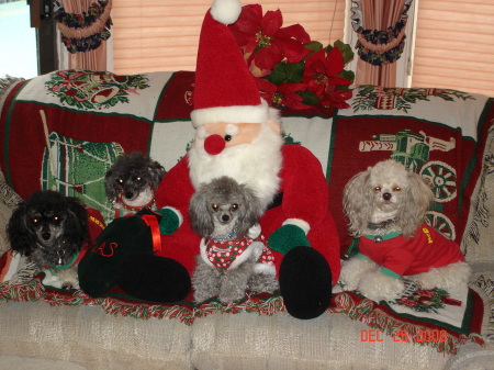 santa and our poodles