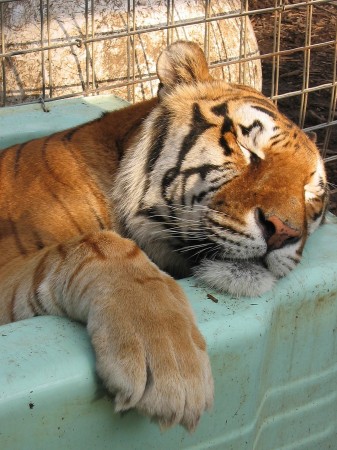 Taz-Bengal Tiger